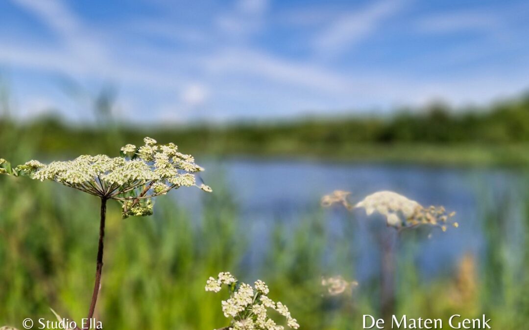 Wandelen en fietsen in Genk – Ontdek de natuur, ontspan bij Studio Ella